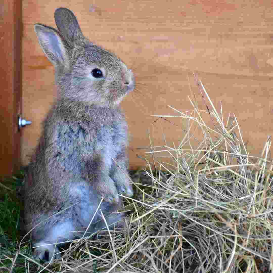 how to tell when rabbits are in heat