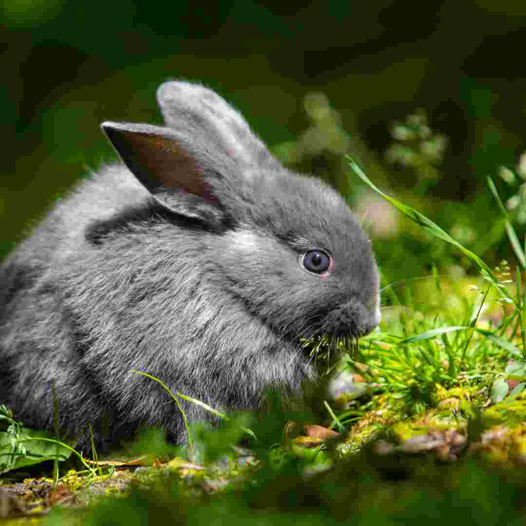 how to tell when rabbits are in heat