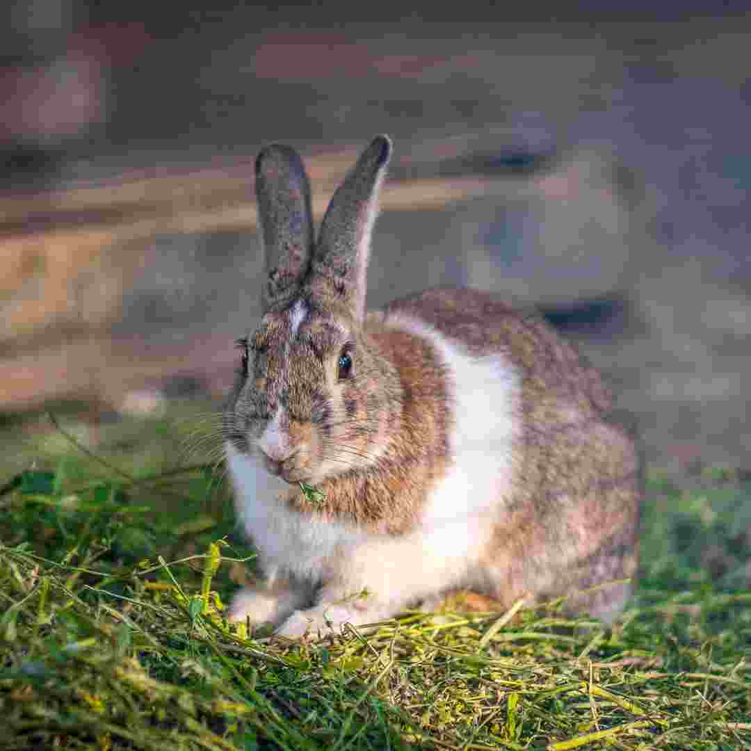 what to do with rabbit pelts