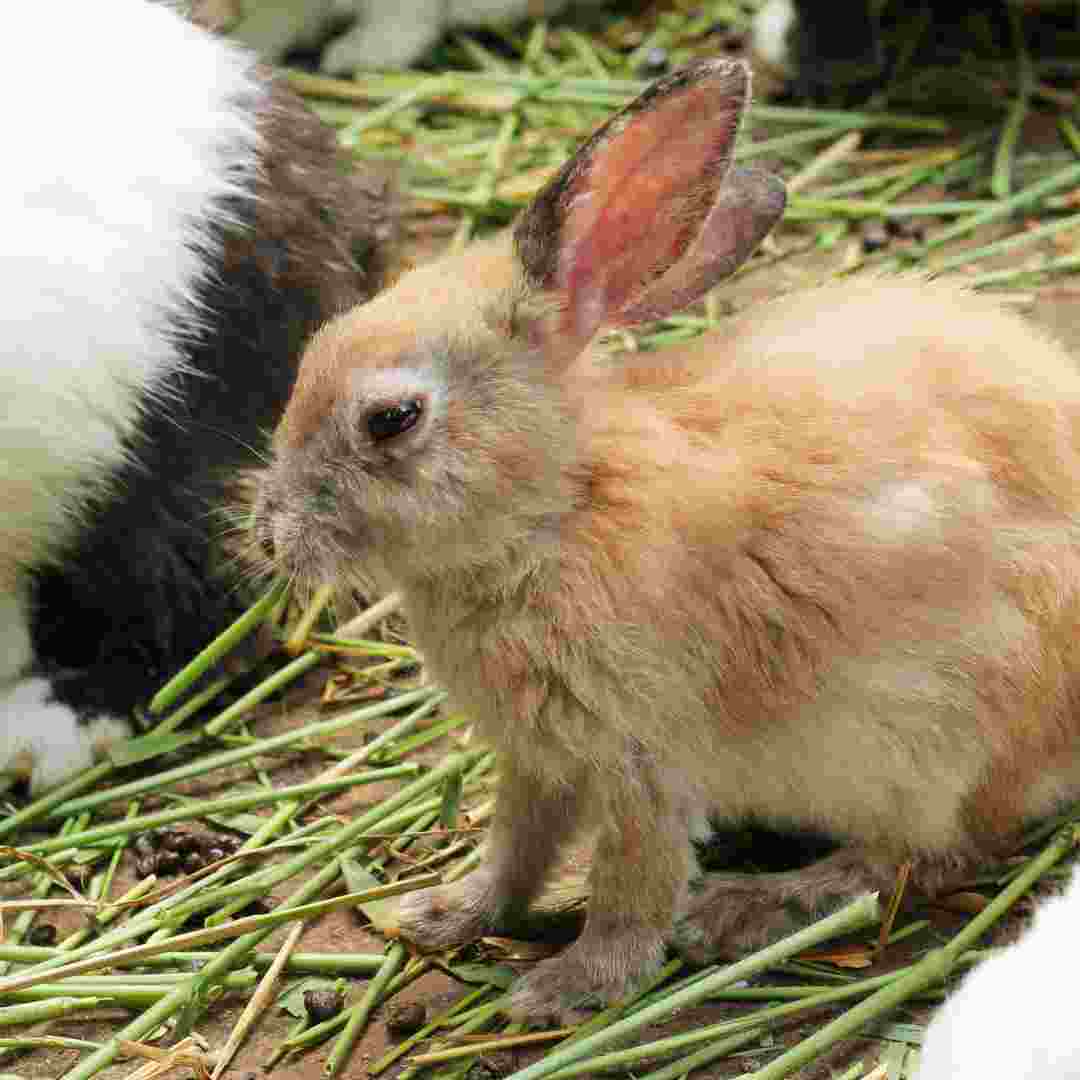why rabbits can't get sick