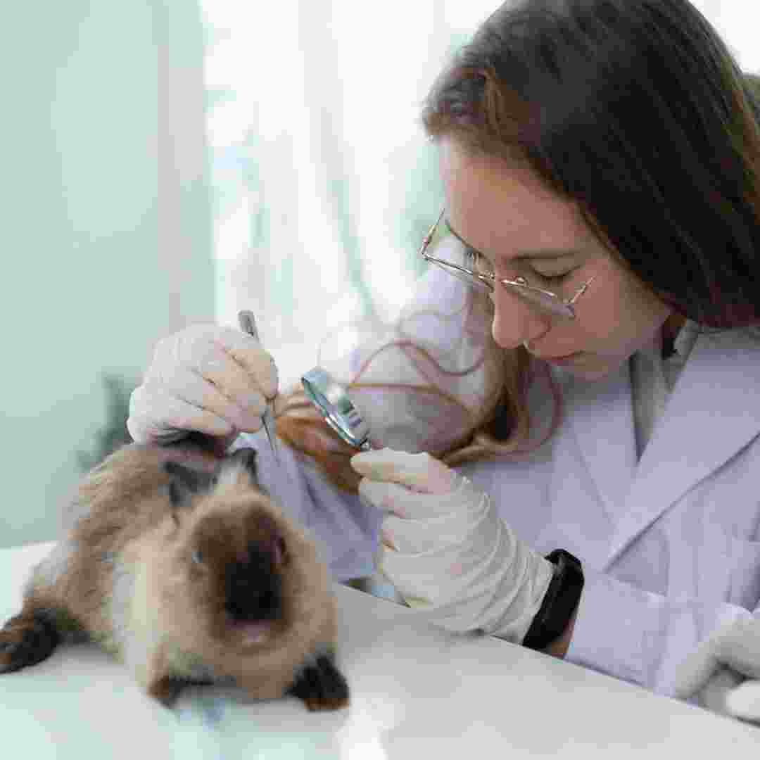 why rabbits can't get sick