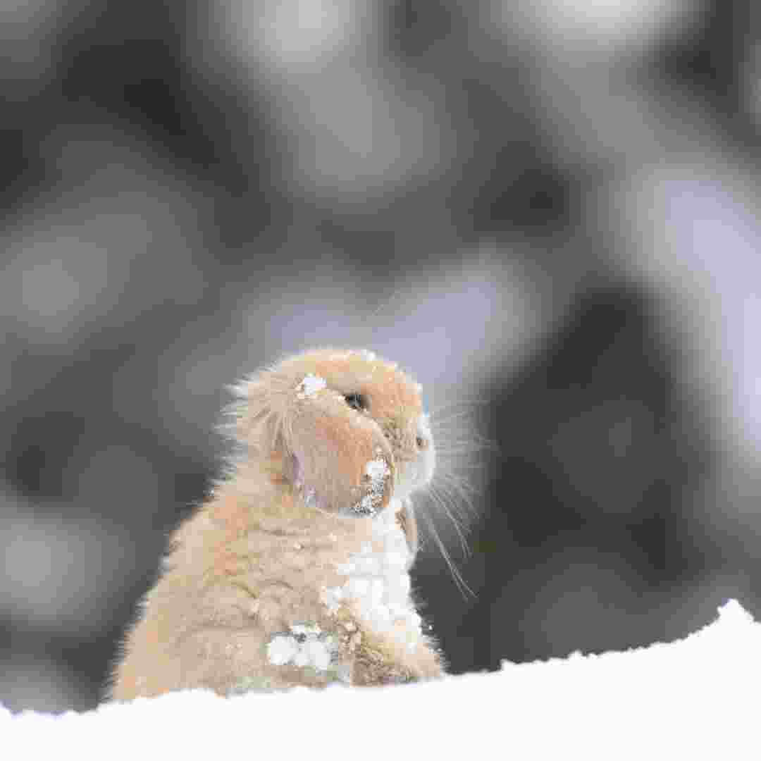 what to do for rabbits in the winter