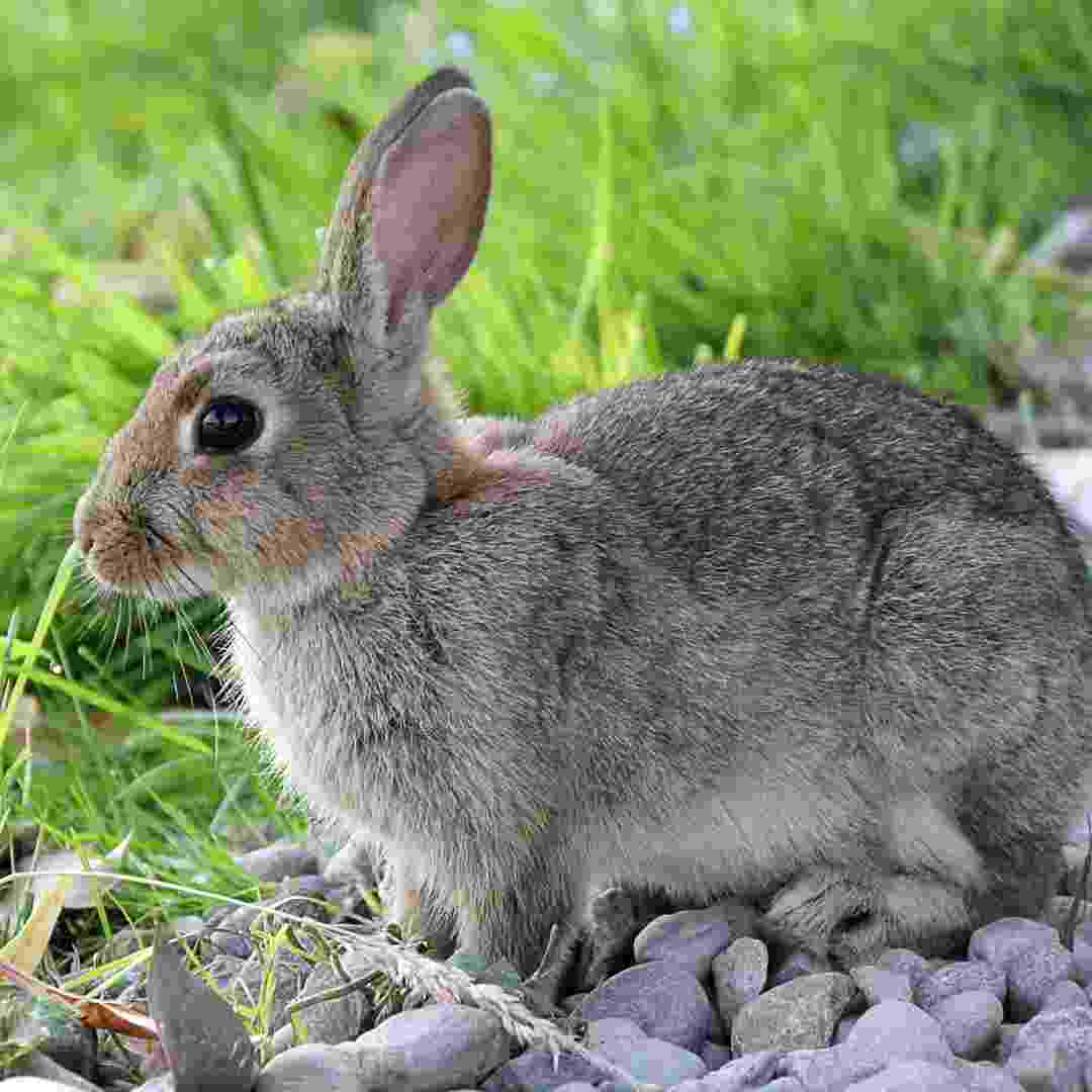 what plants do rabbits avoid