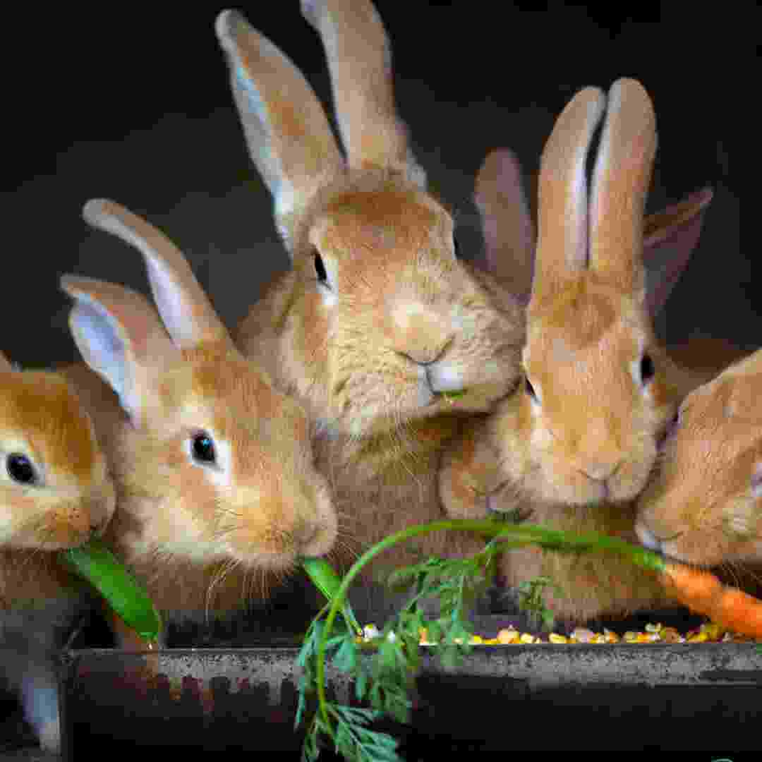 why rabbits can't eat iceberg lettuce