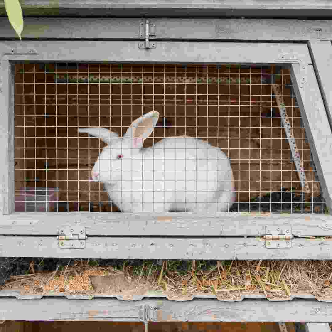 is it ok to keep rabbits in a cage