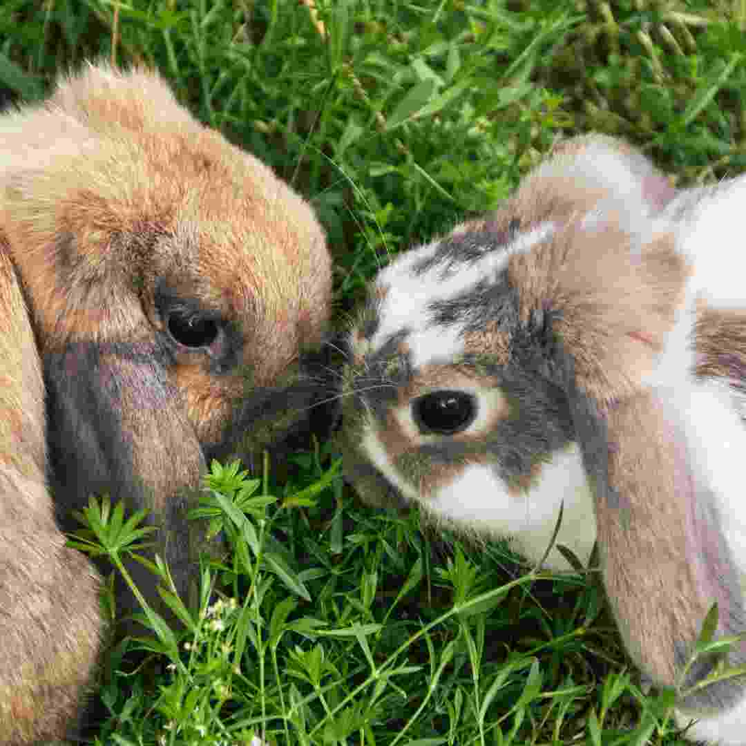 how long does a rabbit live