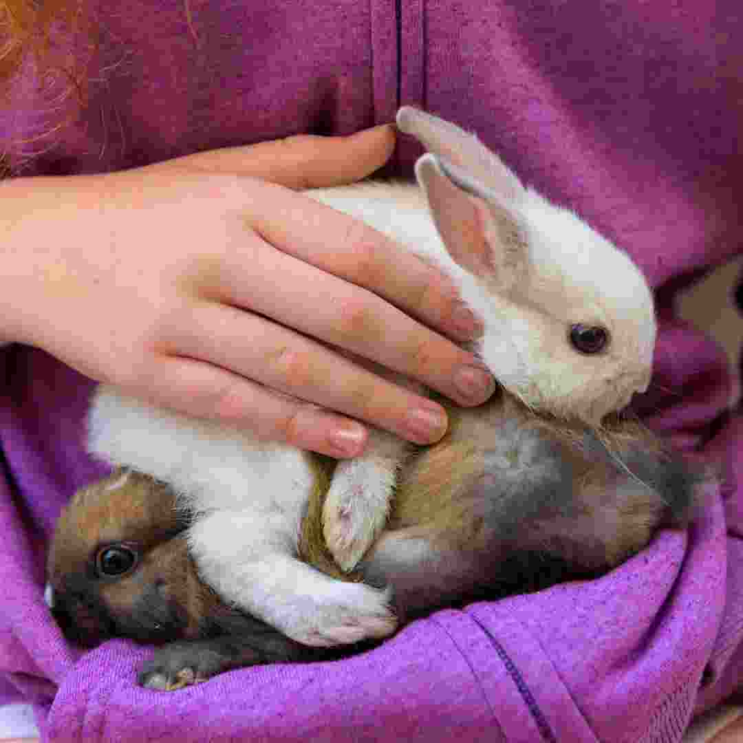 is it ok to keep rabbits indoors