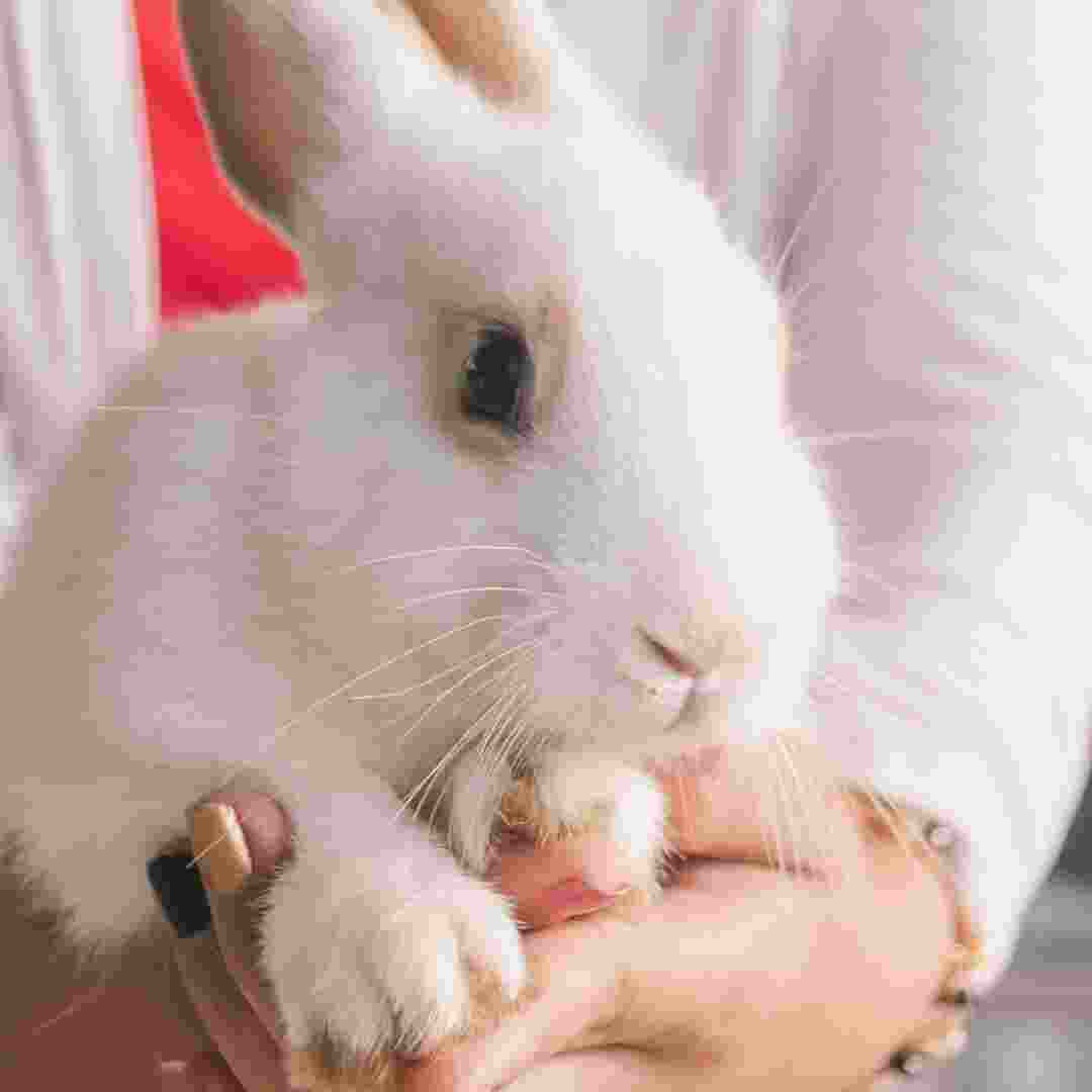 how to tell when rabbit is pregnant