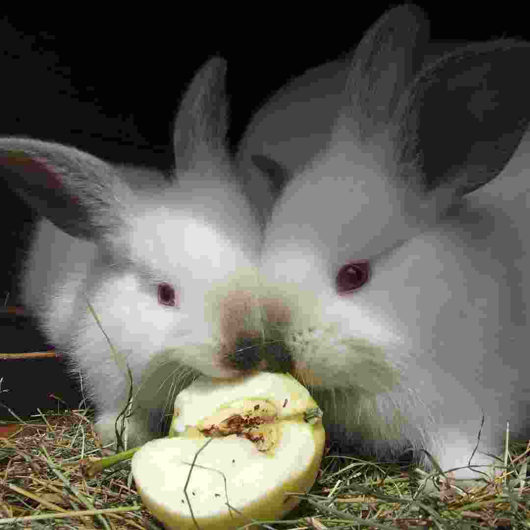 do rabbits make noise when mating