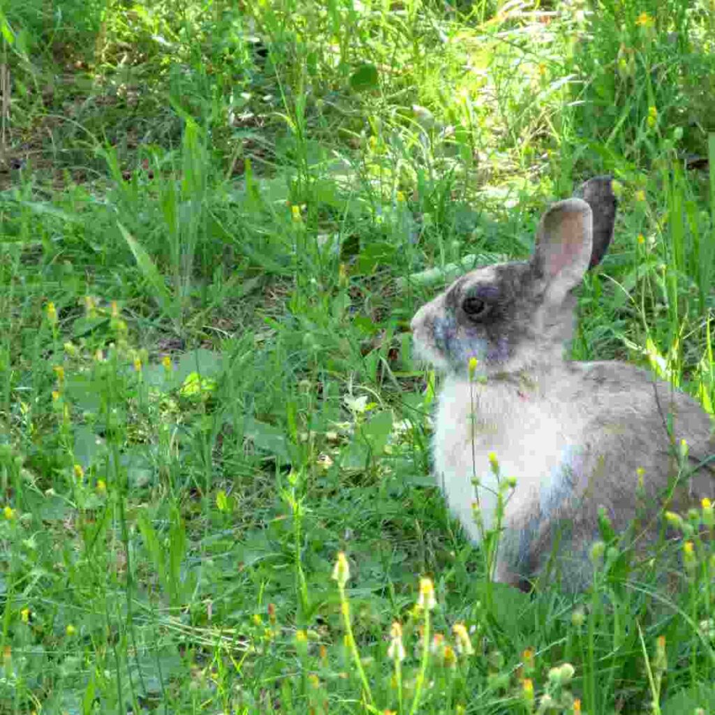 Unlocking the Mystery: Why Can't Rabbits Speak? Exploring the