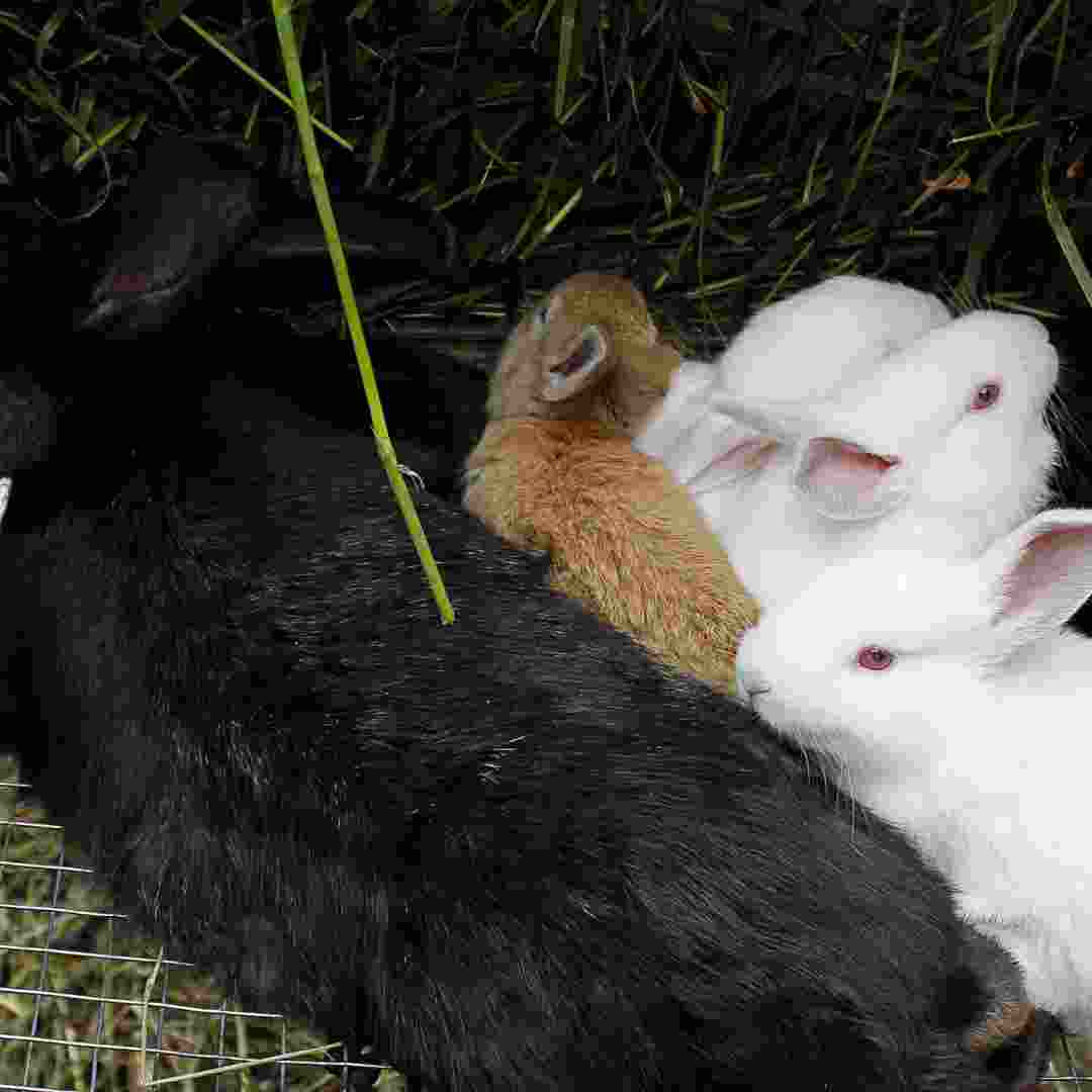 is it ok to leave rabbits in the dark