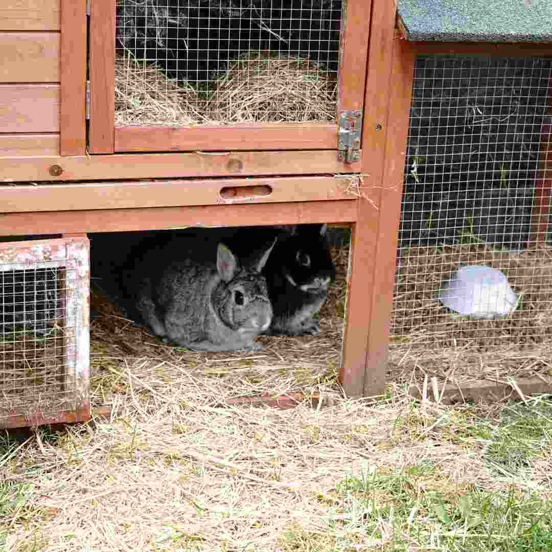 is it ok to leave rabbits in the dark