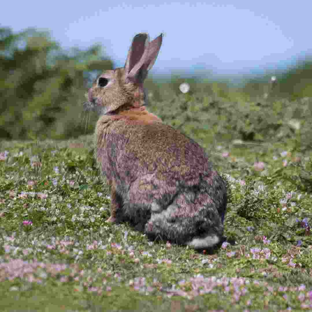 is it ok to touch rabbit poop