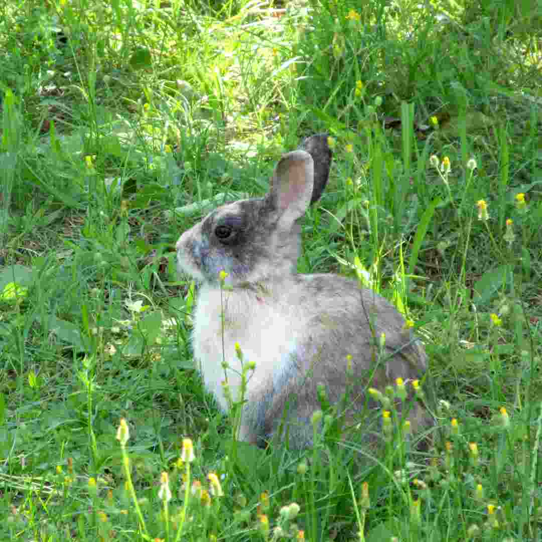 is it ok to touch rabbit poop