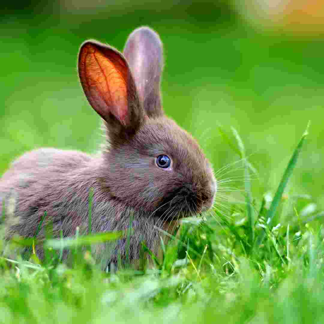 what do rabbits avoid