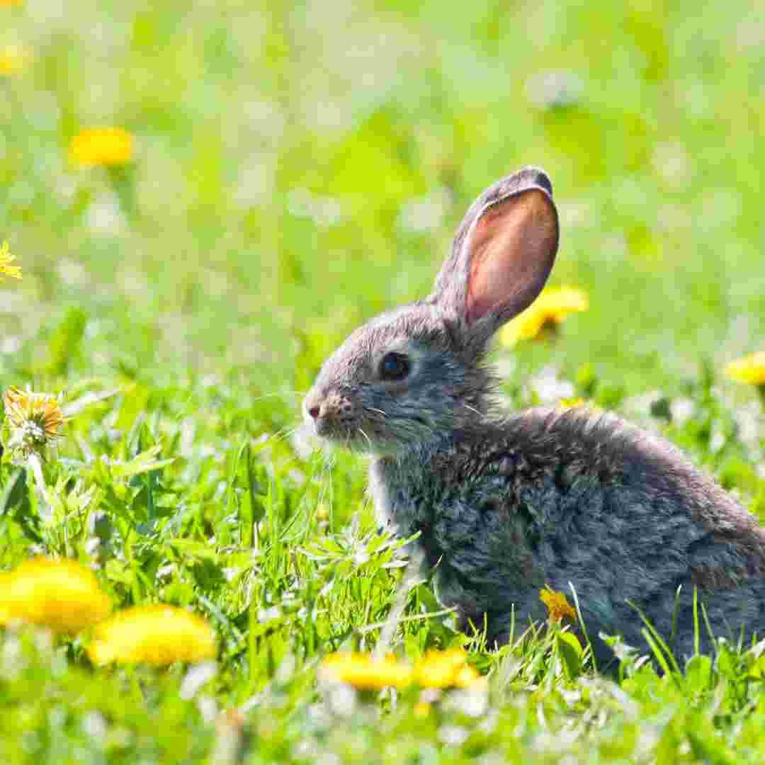 Outdoor Rabbit Care: Is It Safe to Keep Rabbits Outside? | Expert Tips