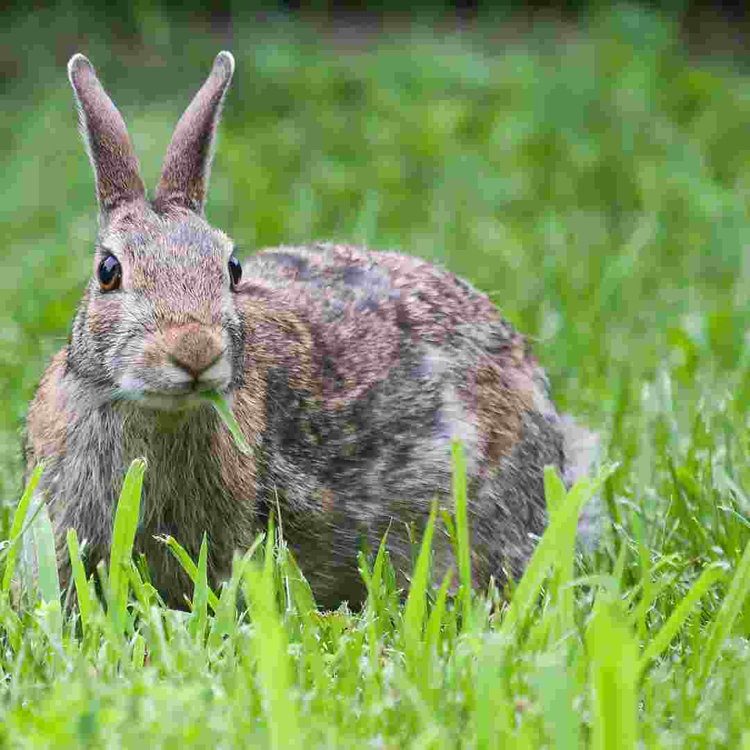 what if rabbits eat chocolate