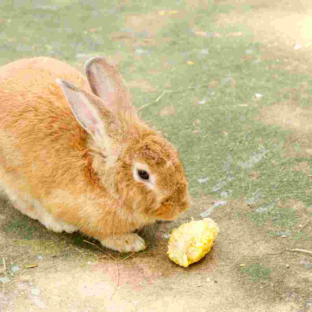 how to set up for a rabbit