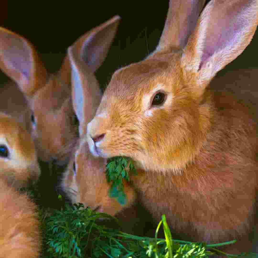 what's rabbit in german