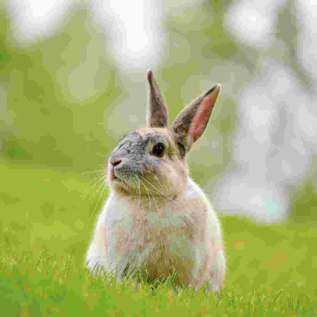 is it ok to hold rabbit by its ears