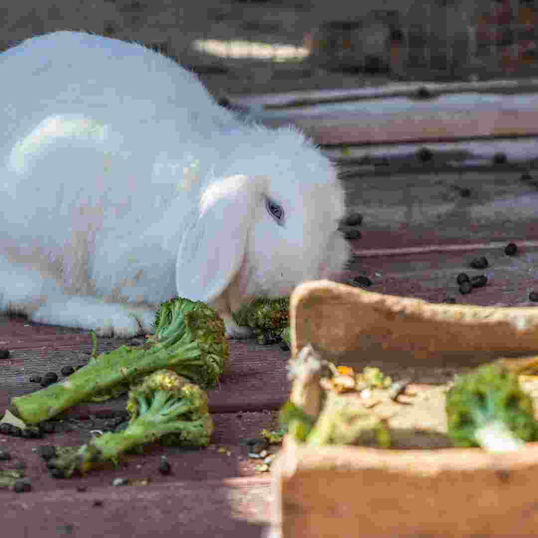 is it ok to hold rabbit by its ears