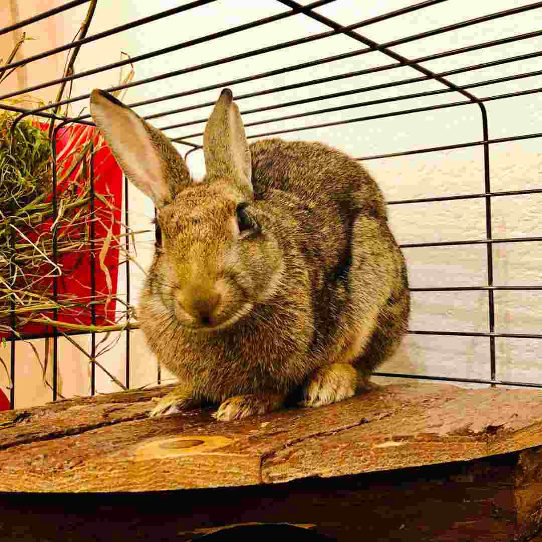 how long can rabbits last without water