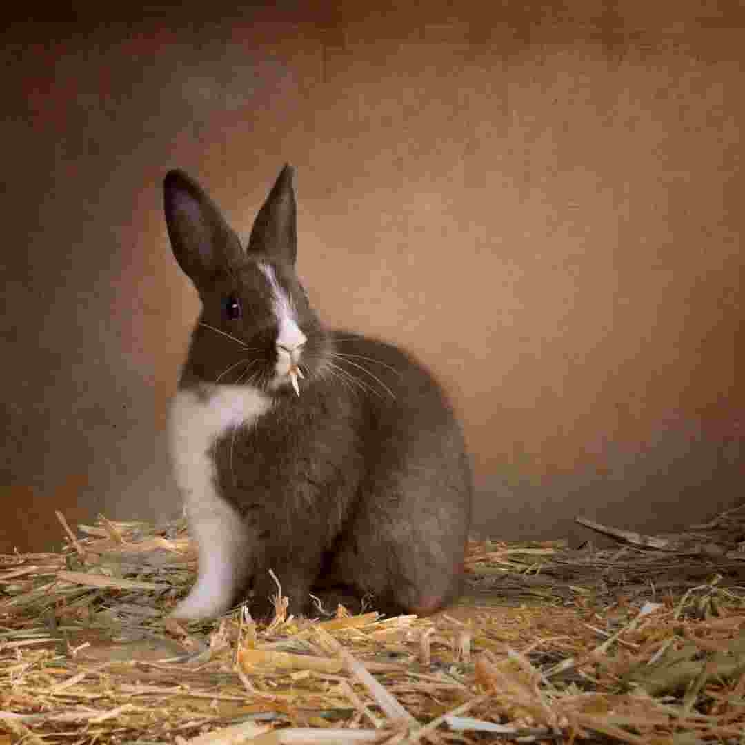 how long can rabbits last without water