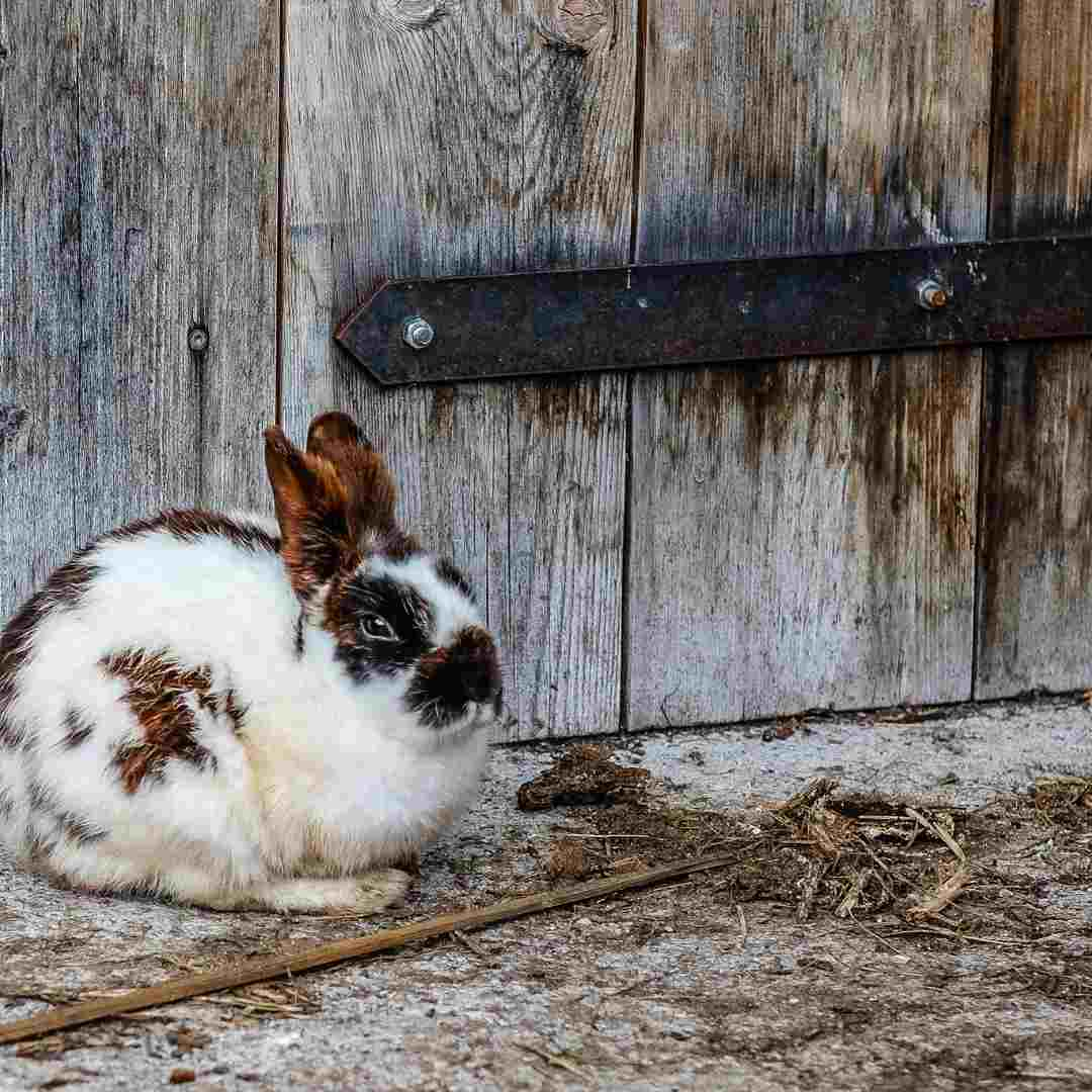 is it safe to rabbits