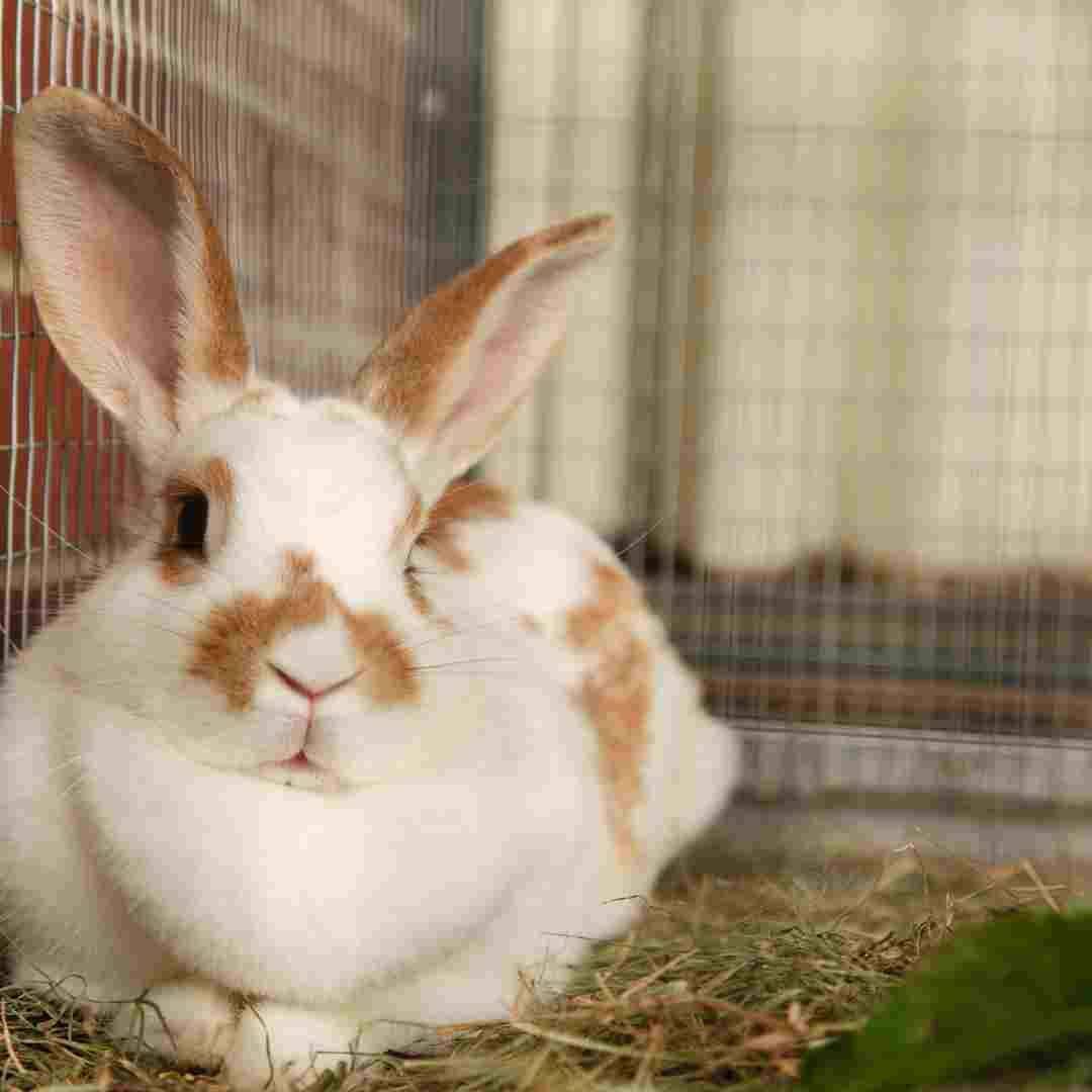 what type of cage is best for a rabbit