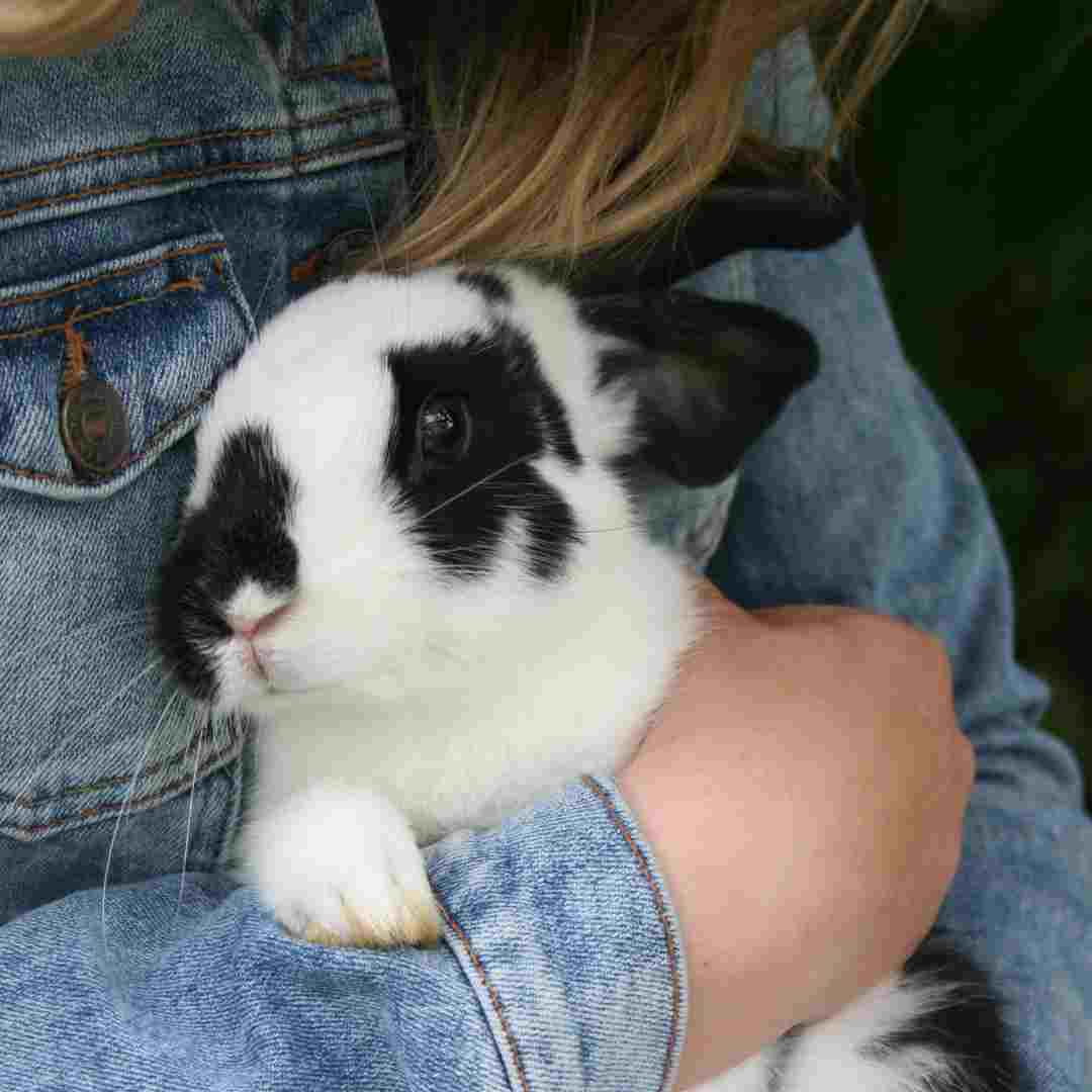 do rabbits make good pets for seniors