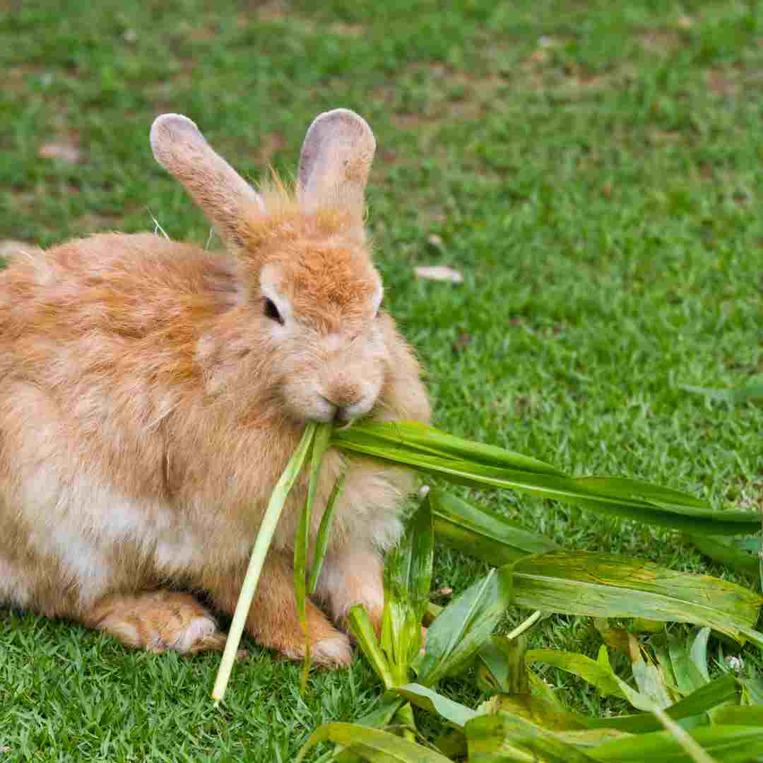 why does rabbit bite