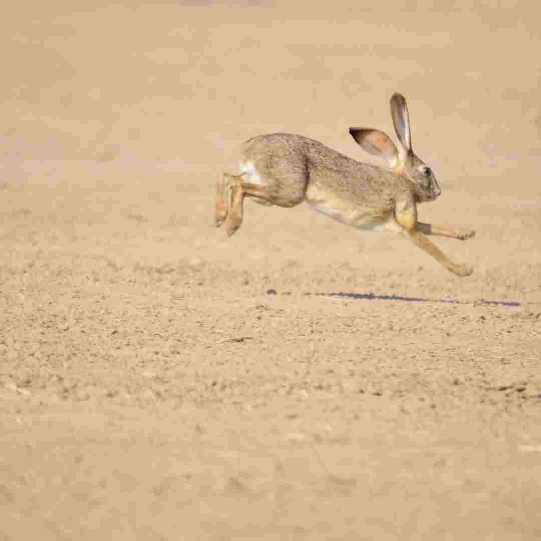 how to get started raising rabbits for meat