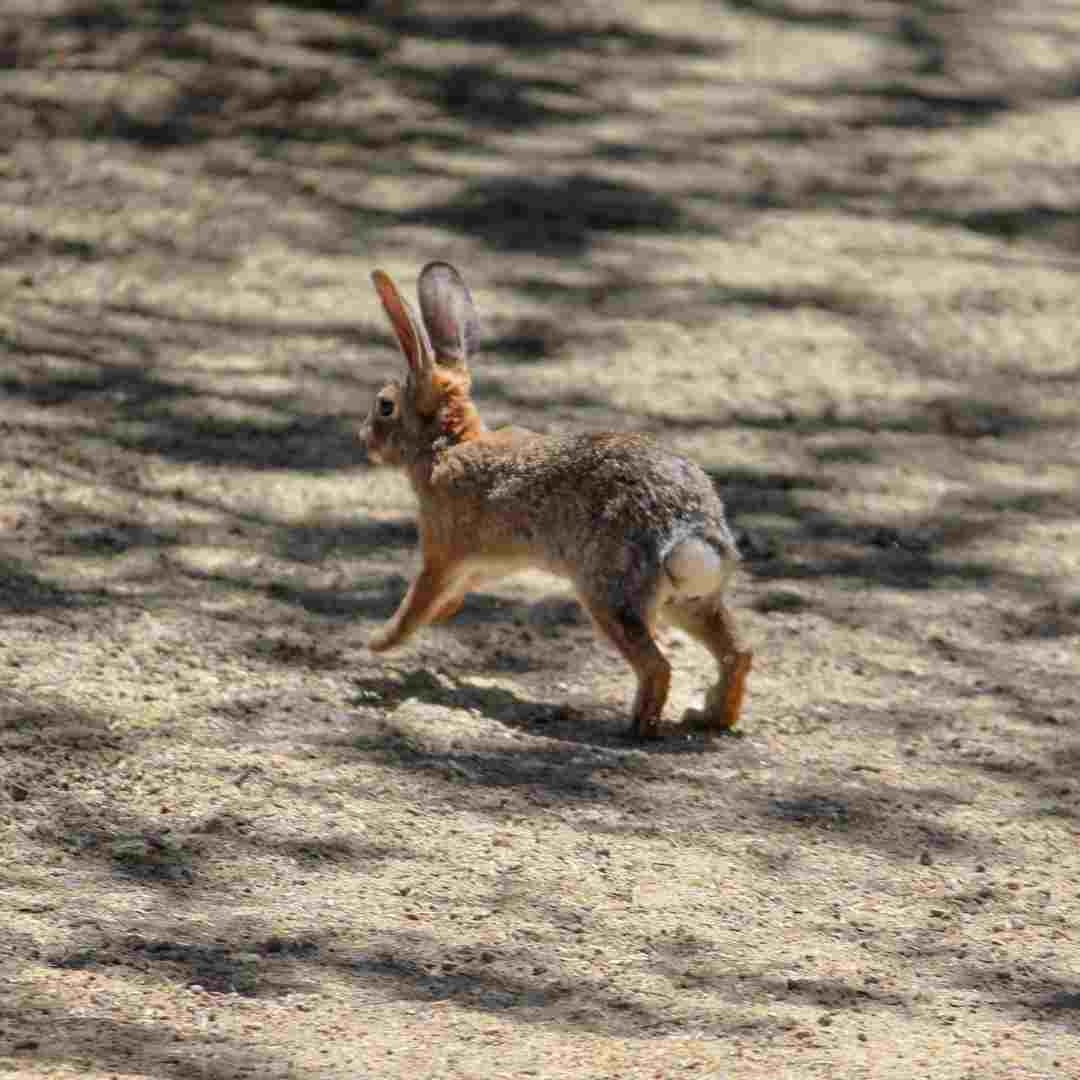 how to get started raising rabbits for meat