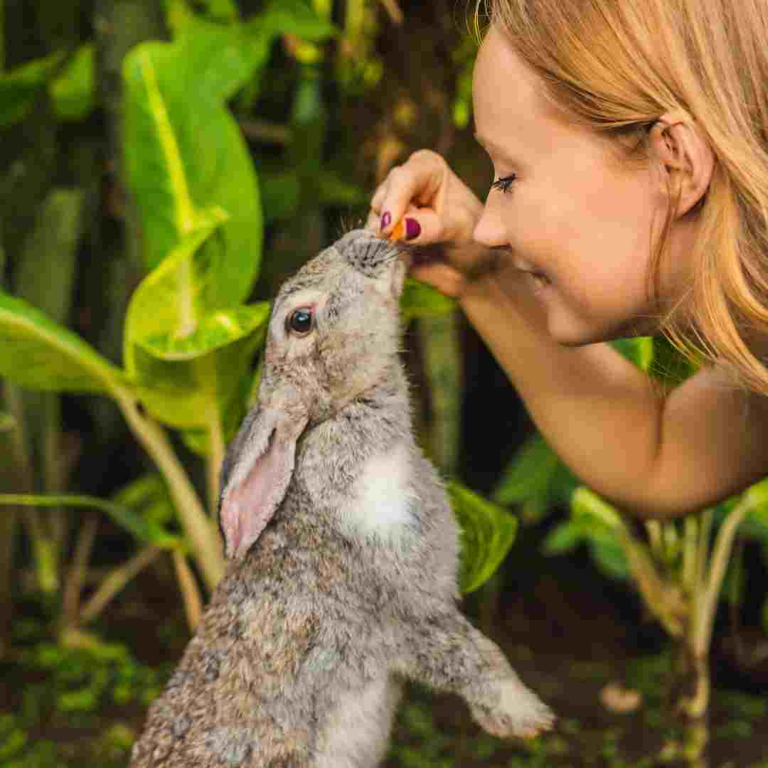 why does rabbit make noise 