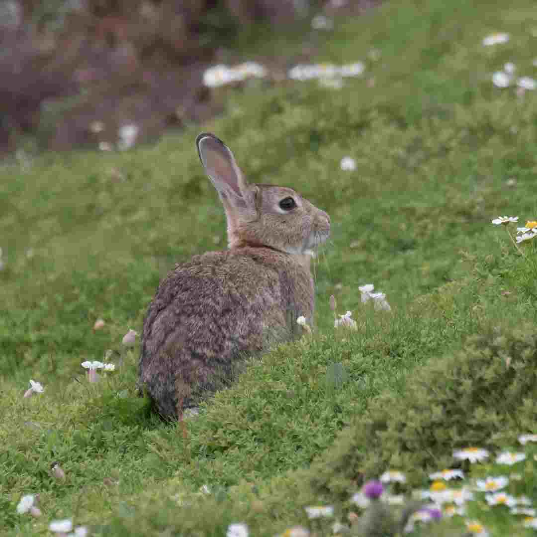 why do rabbits poop so much