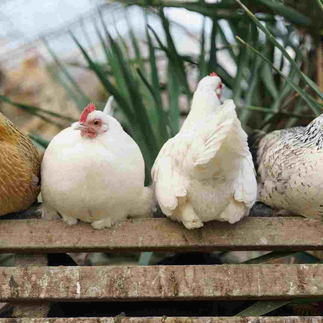 can you use rabbit hutch for chickens 