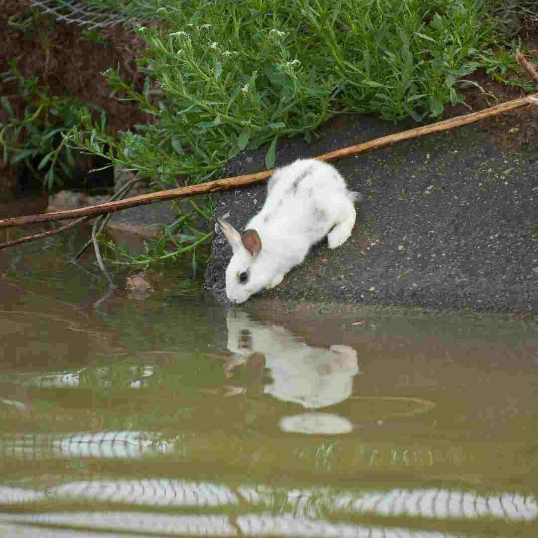 how long do rabbits last without water 