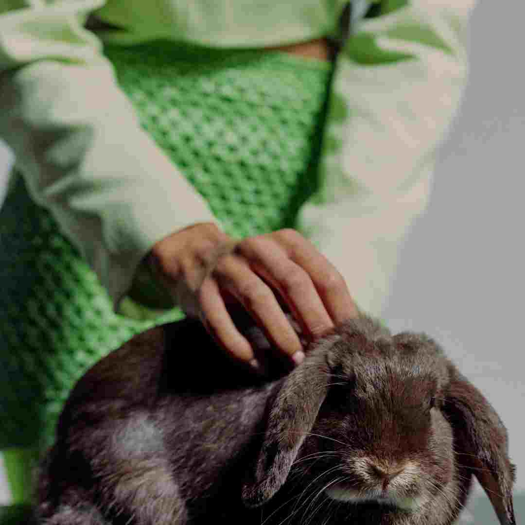 is a rabbit a good class pet