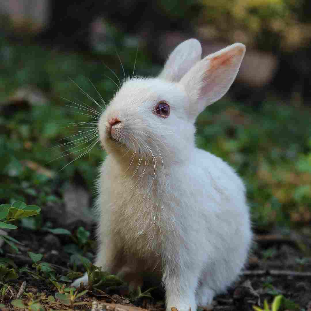 can you use rabbit manure in your garden

