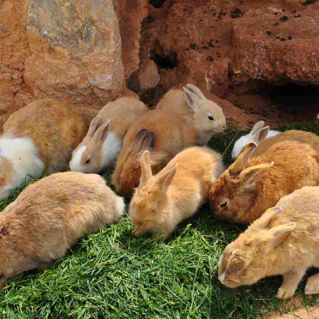 how long do rabbits last pregnant