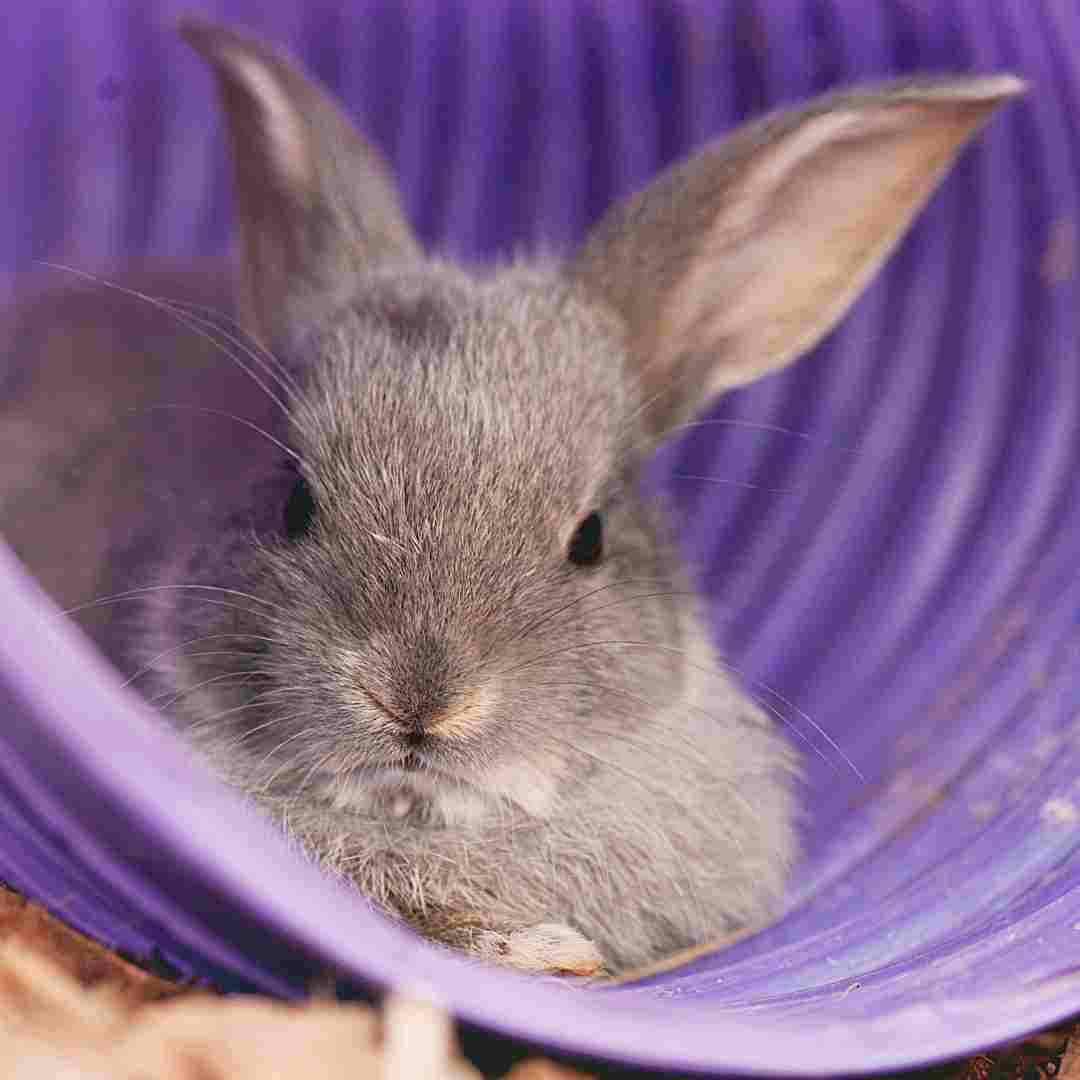 how long do rabbits last pregnant
