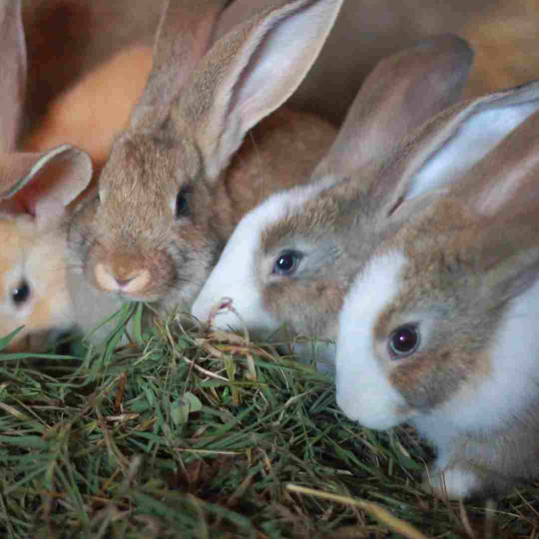 what's rabbit in welsh 