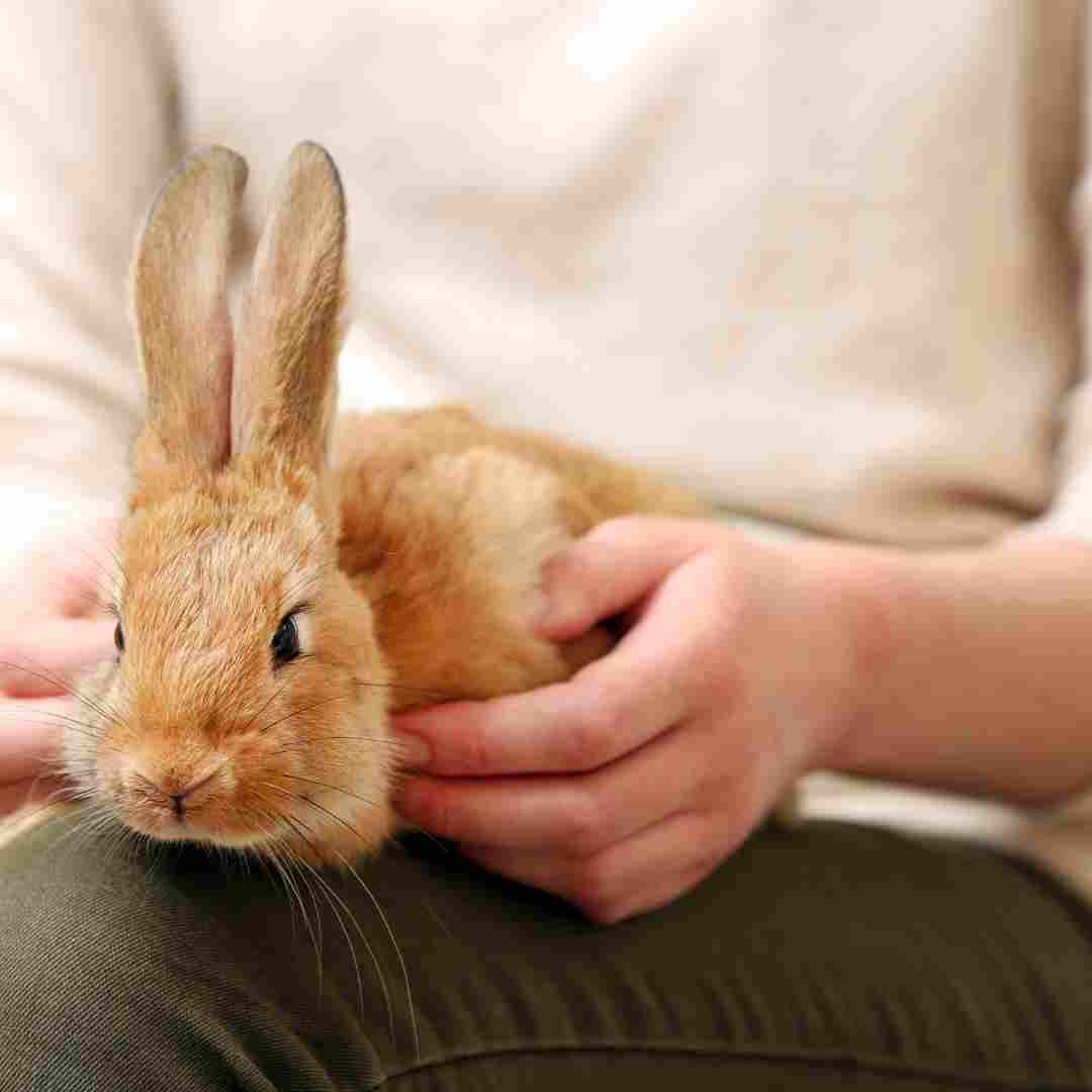 is a rabbit a good starter pet