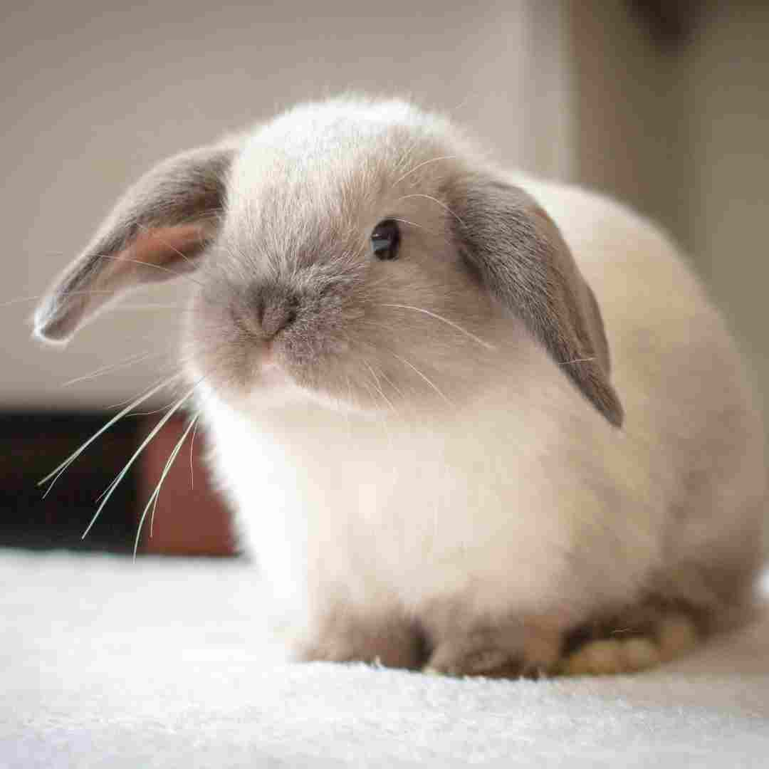 is a rabbit a good starter pet