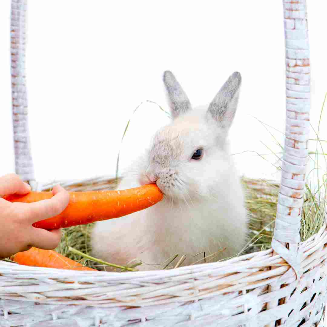 why do rabbits eat their poop