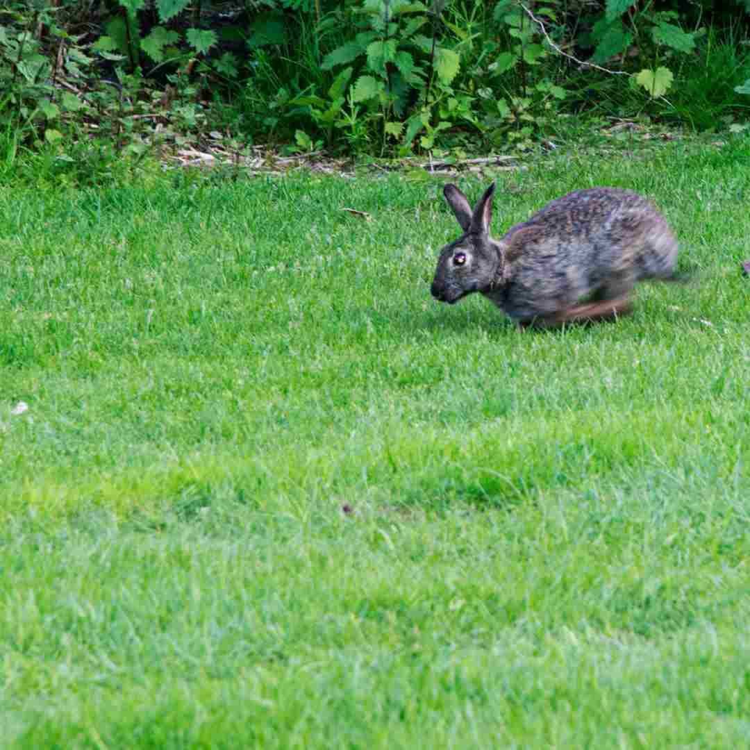 why do rabbits thump