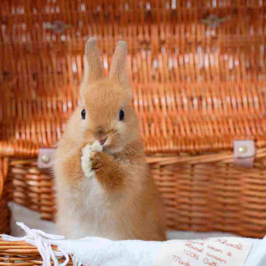 how long do rabbits last without food
