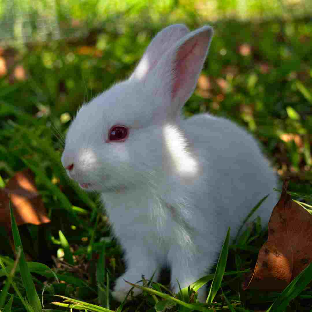 what rabbit breed is best for meat