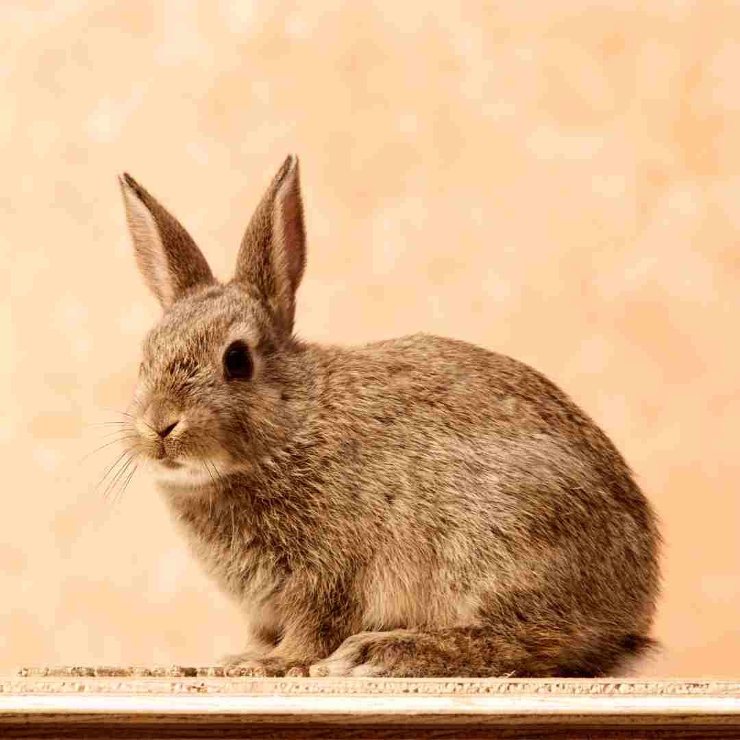 how much is a flemish giant rabbit