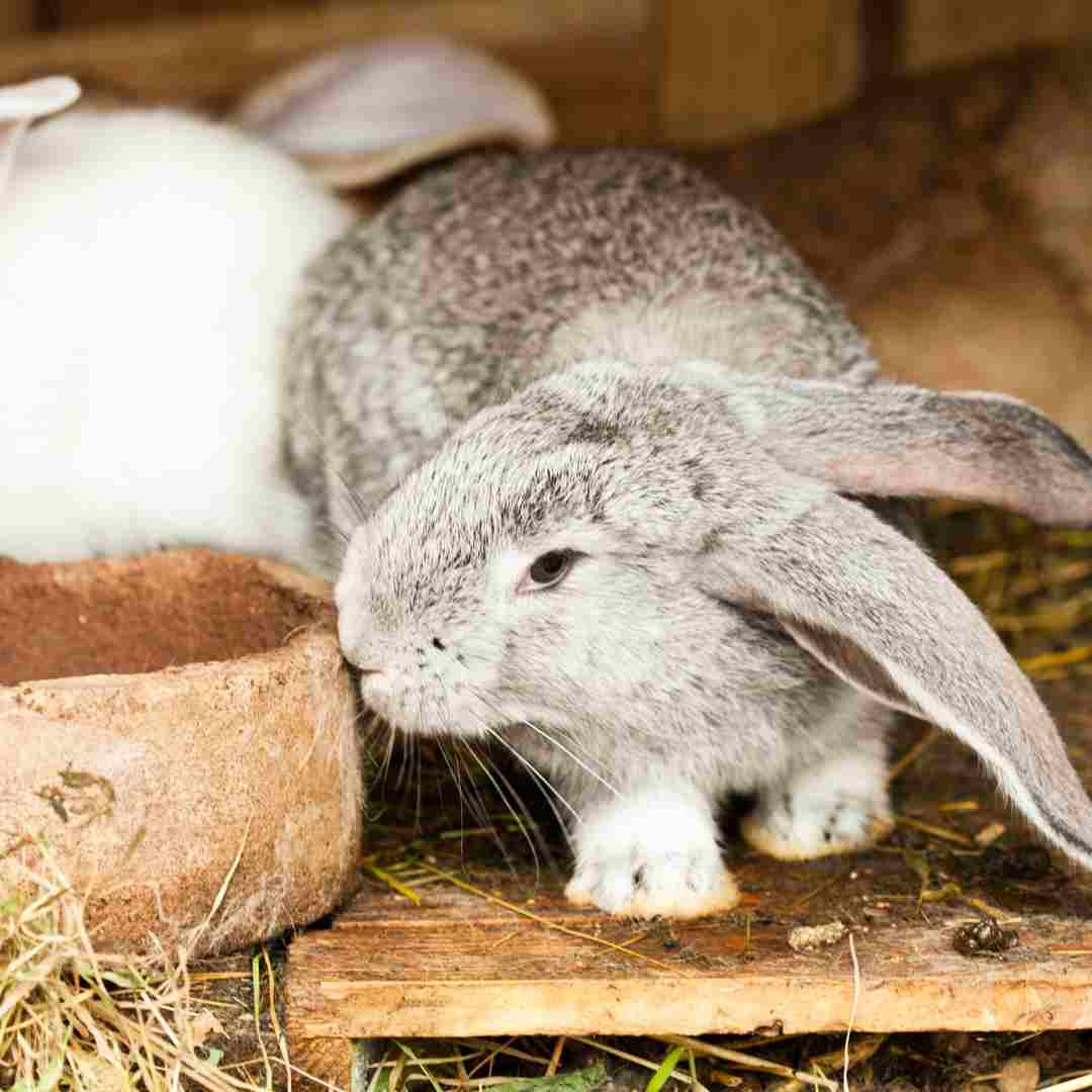 how much is a flemish giant rabbit